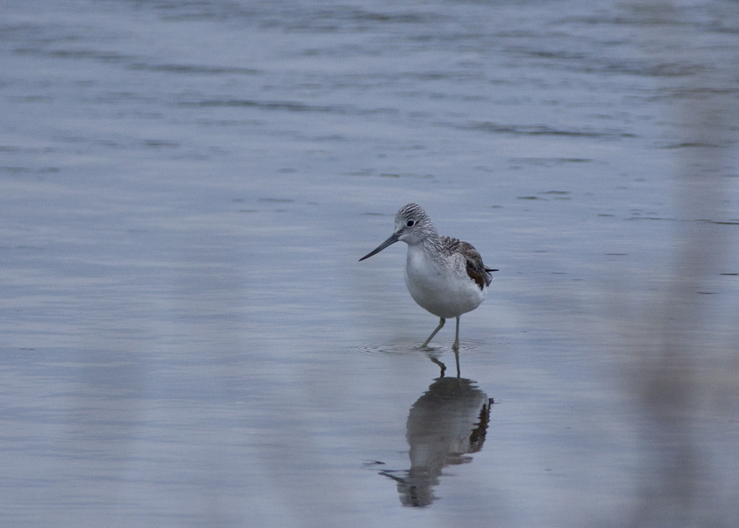 Common Greenshank