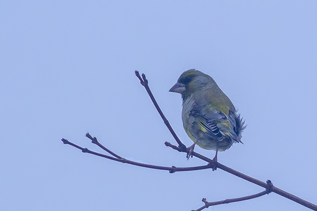 European Greenfinch