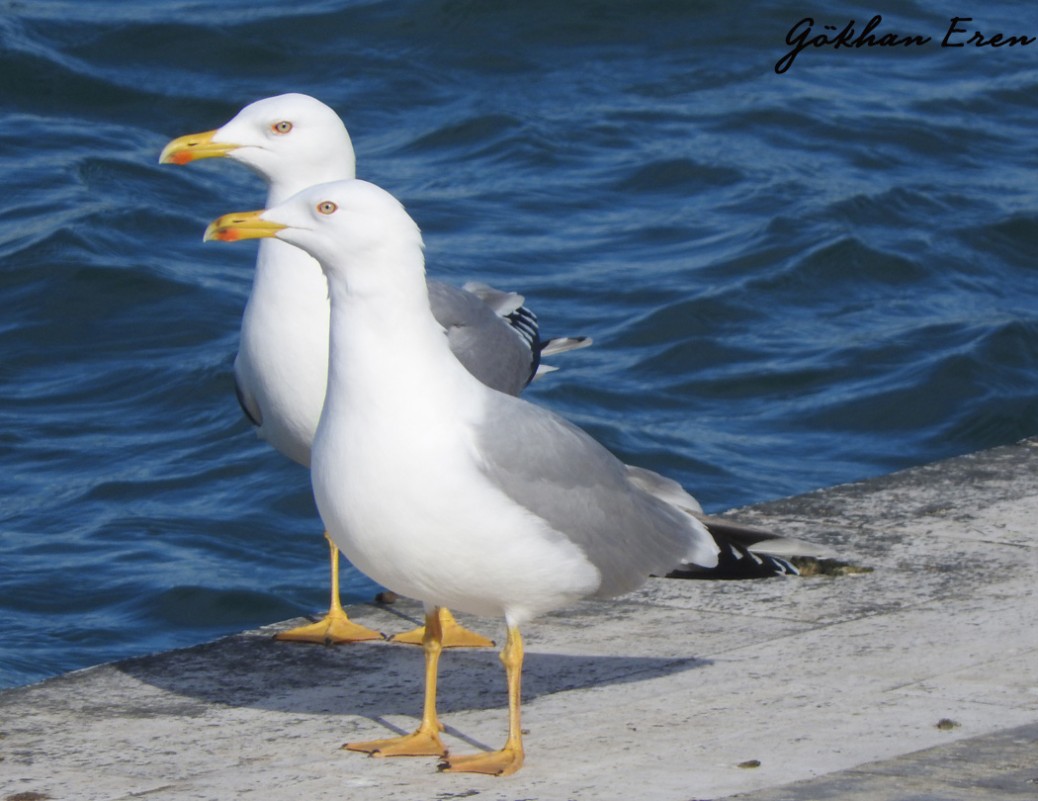 Yellow-legged Gull