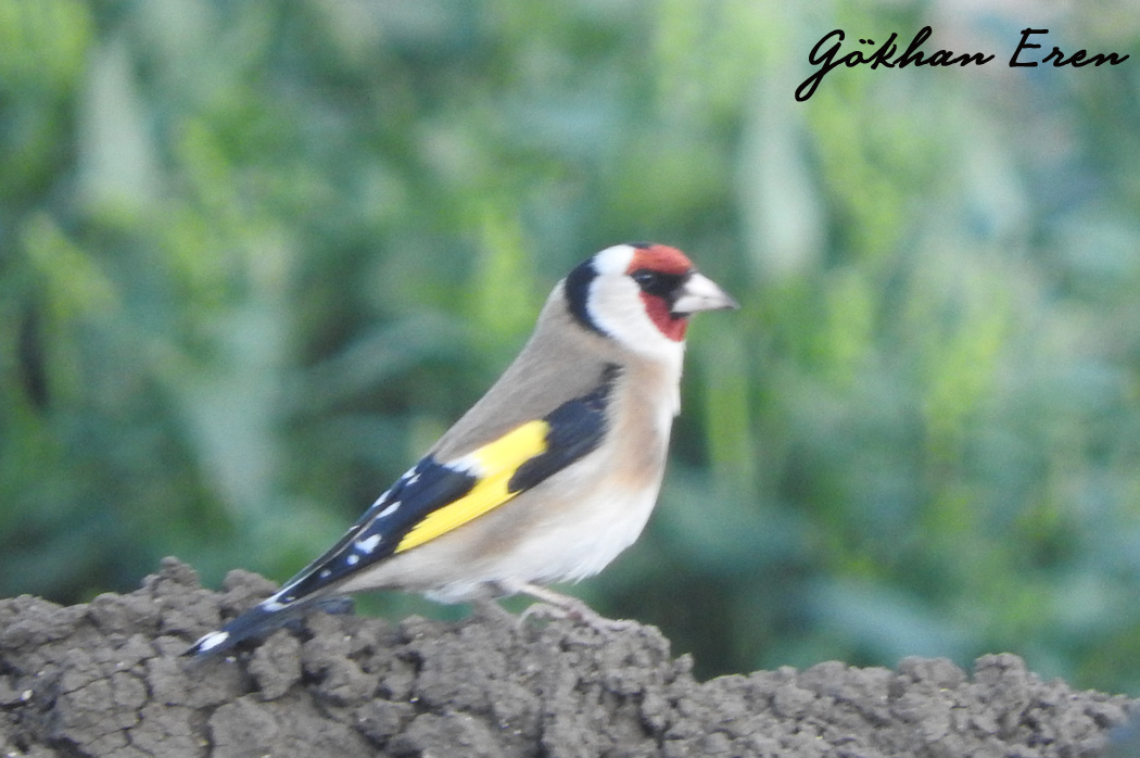 European Goldfinch
