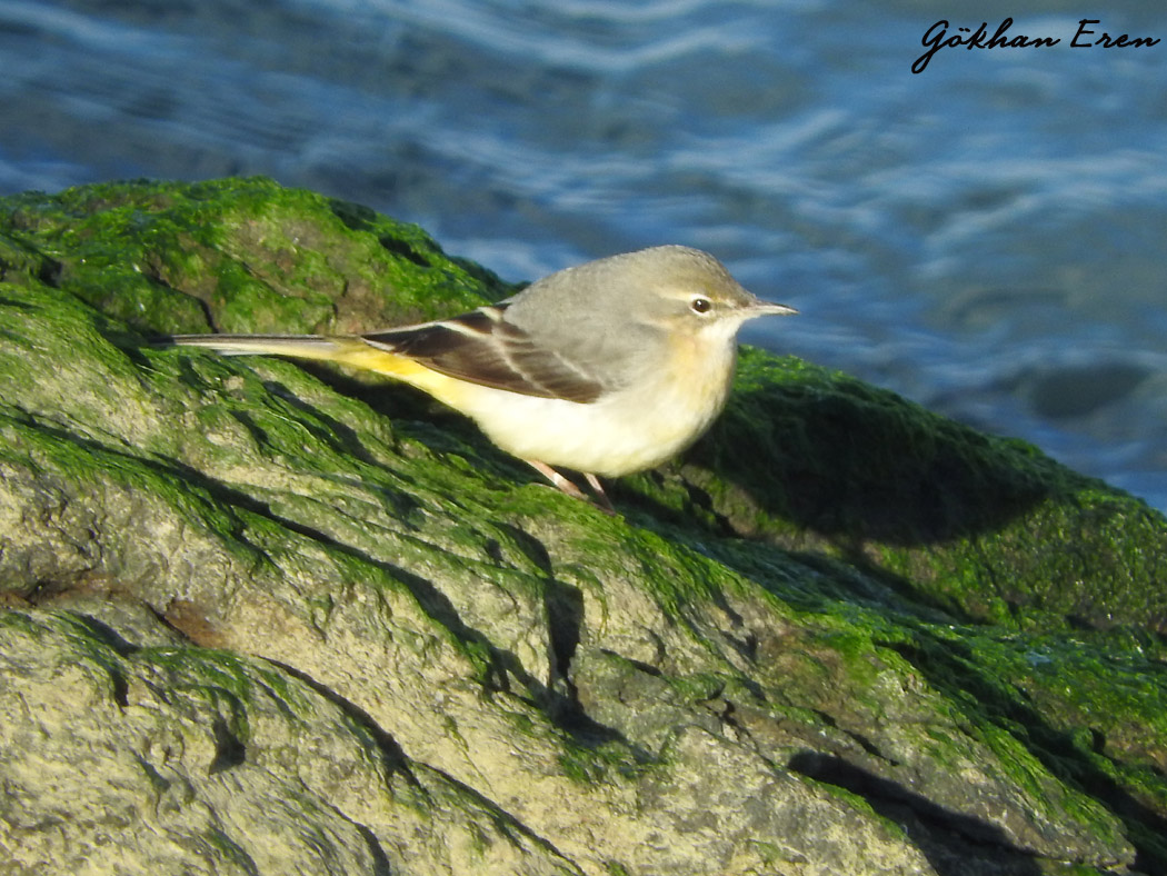 Grey Wagtail