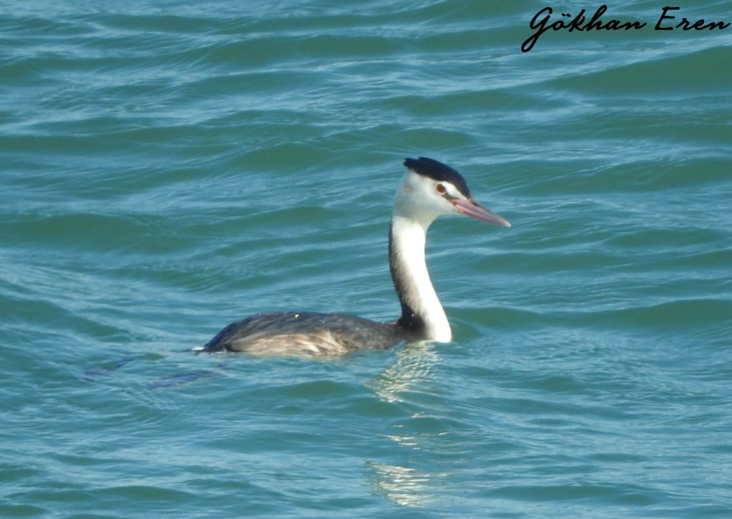 Great Crested Grebe