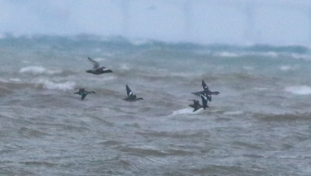 Common Scoter