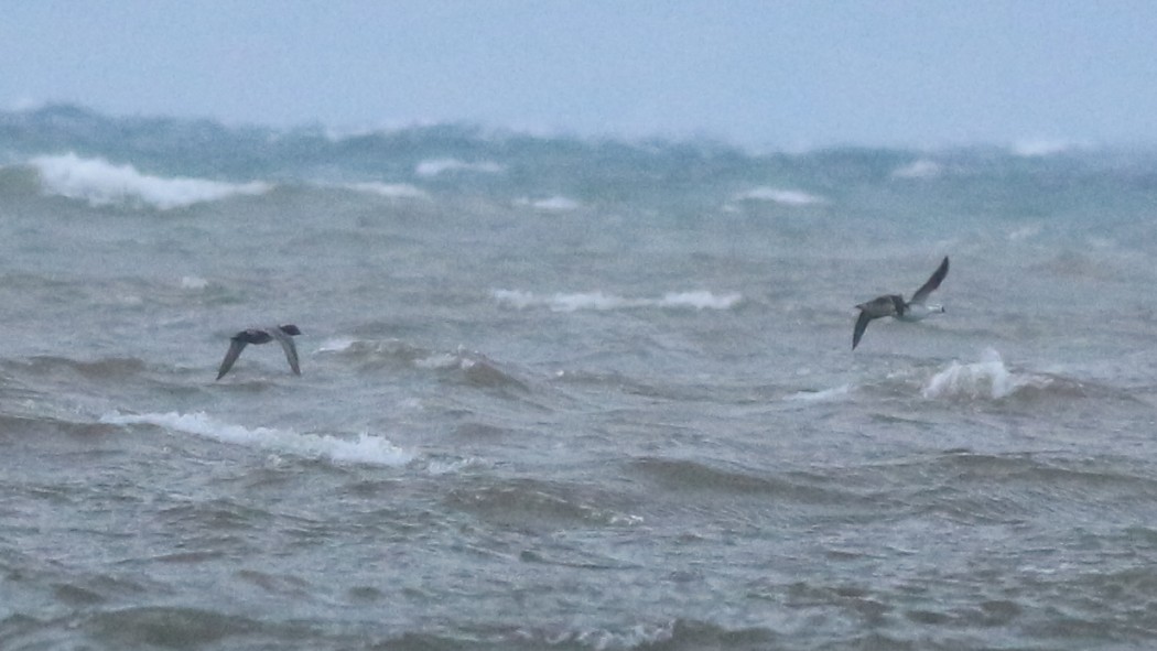 Smew