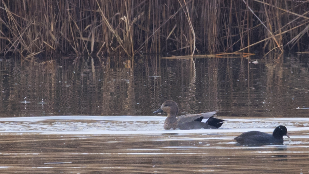 Gadwall