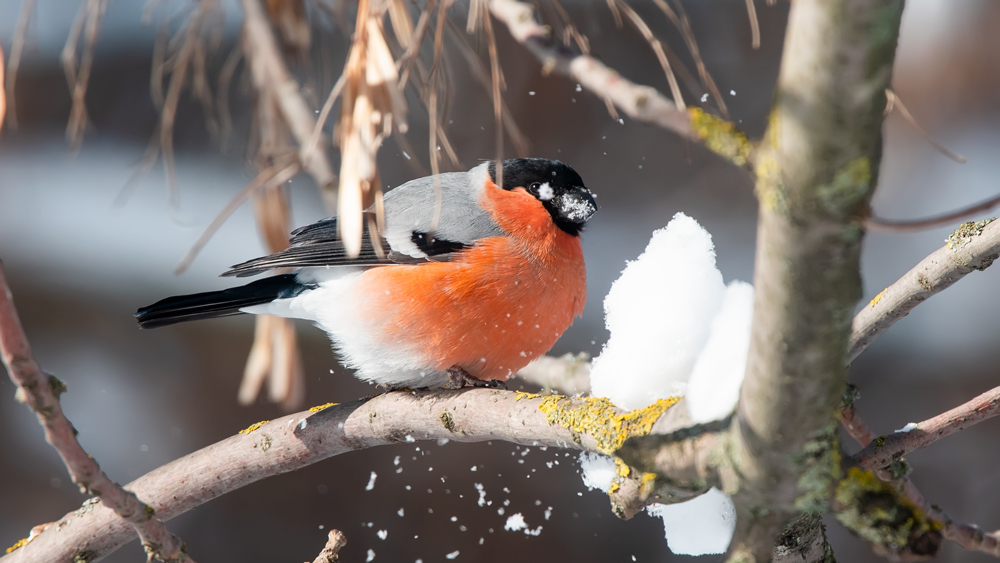 Eurasian Bullfinch