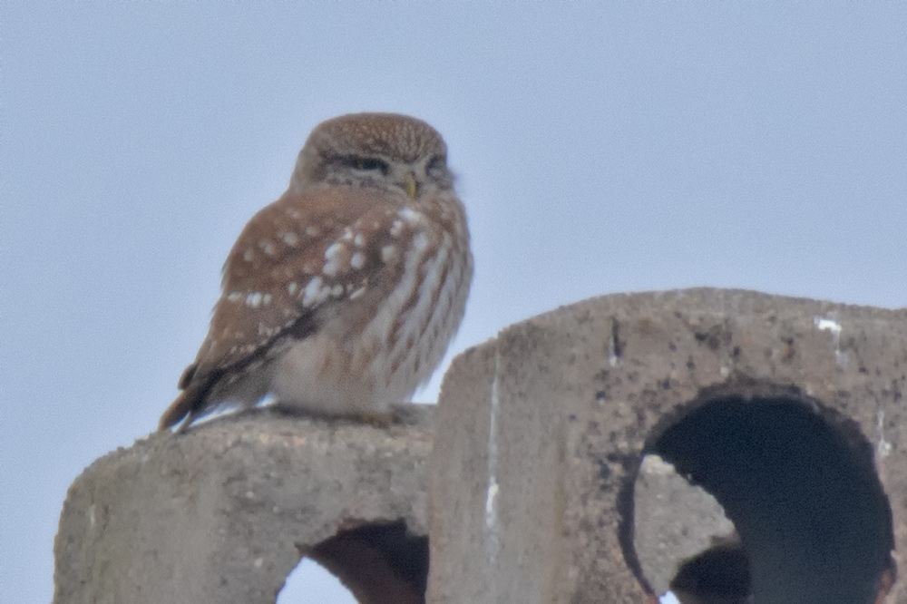 Little Owl