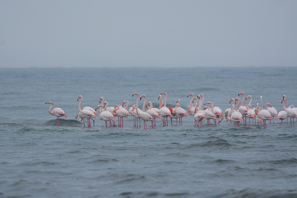 Greater Flamingo