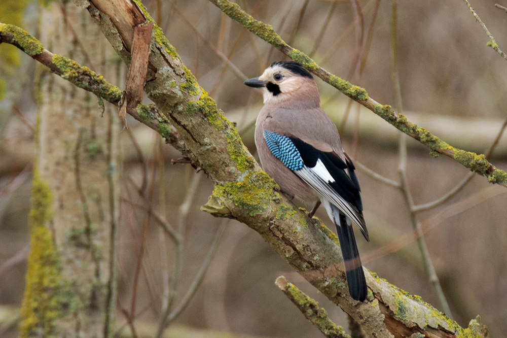 Eurasian Jay