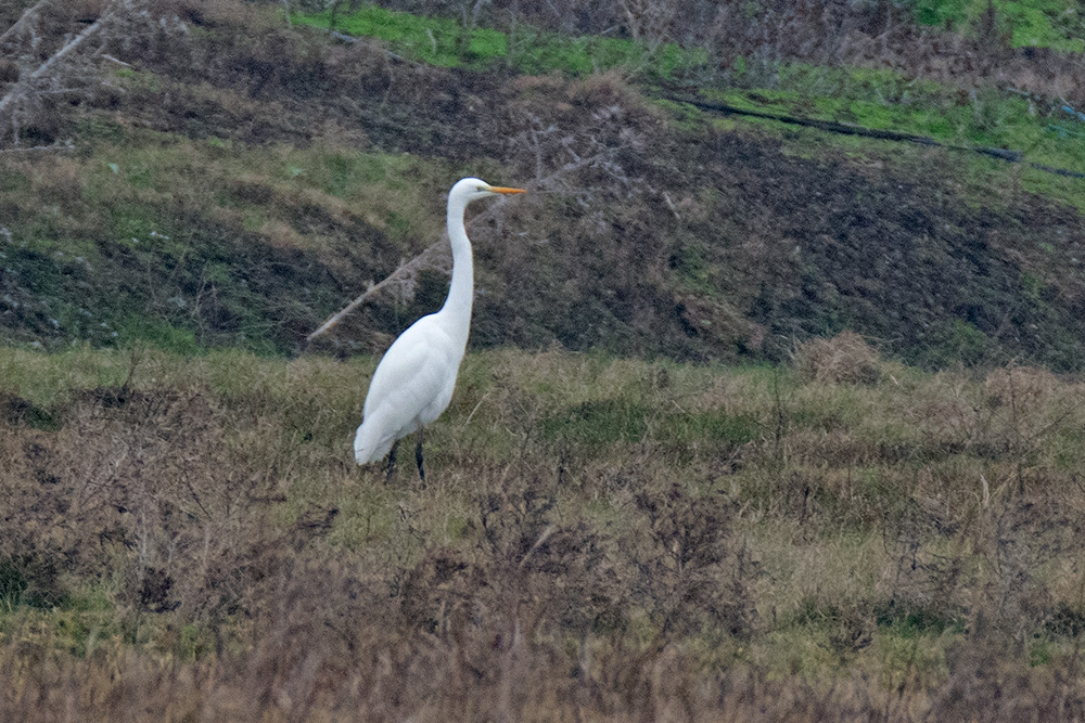 Great Egret