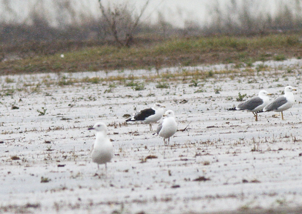 Lesser Black-backed Gull