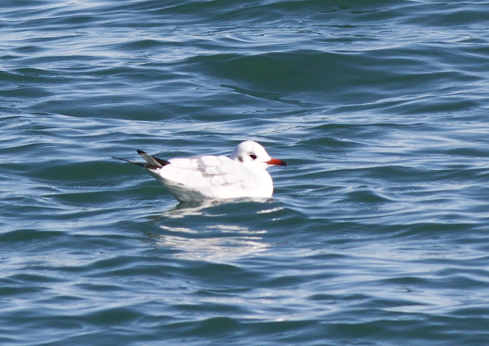 Black-headed Gull