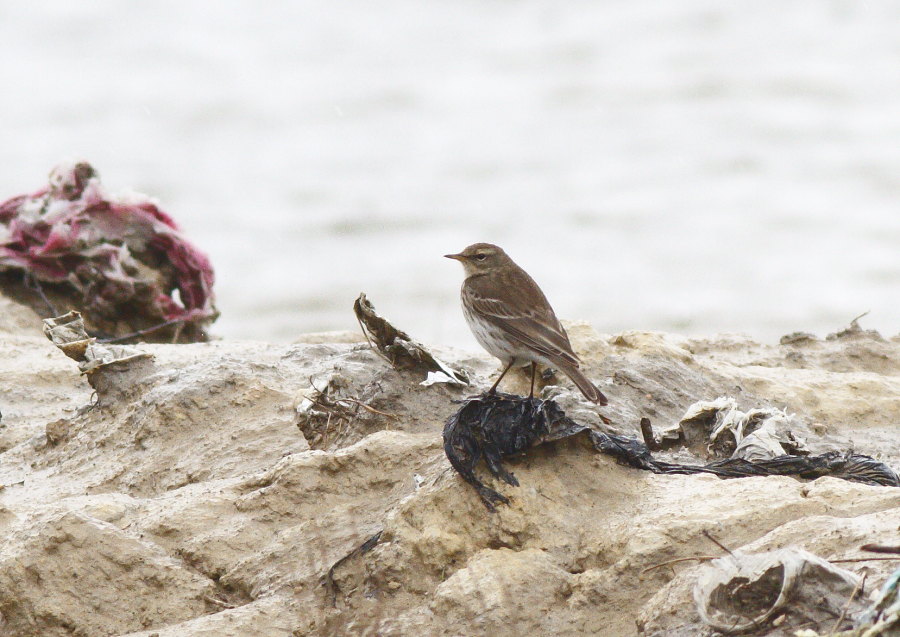 Water Pipit