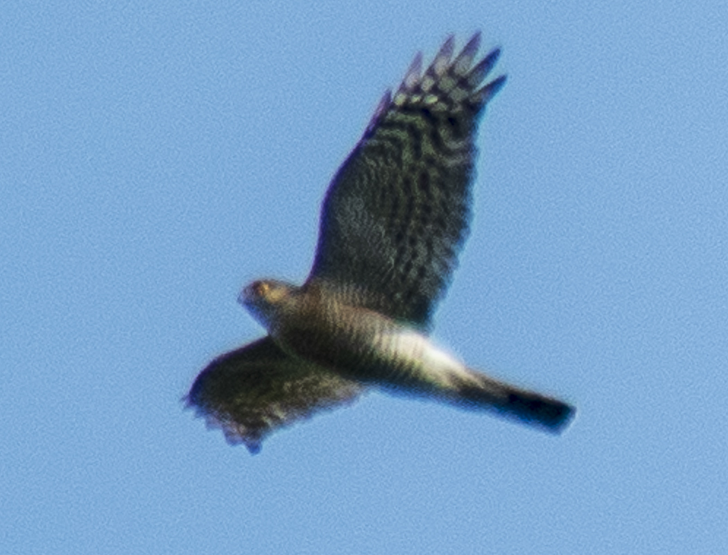 Eurasian Sparrowhawk