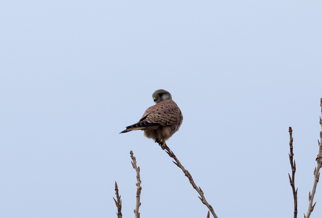 Common Kestrel