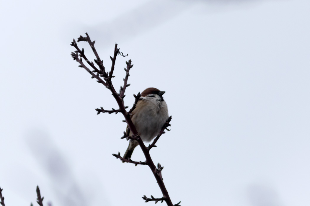 Eurasian Tree Sparrow