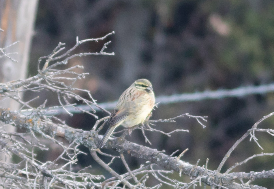 Cirl Bunting