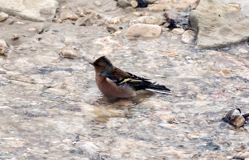 Eurasian Chaffinch