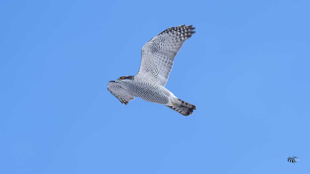 Eurasian Goshawk