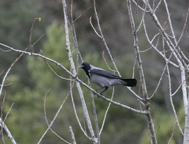 Hooded Crow
