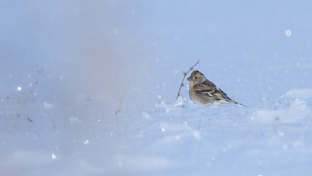 Brambling