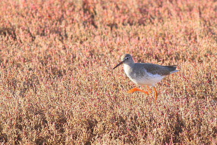 Common Redshank