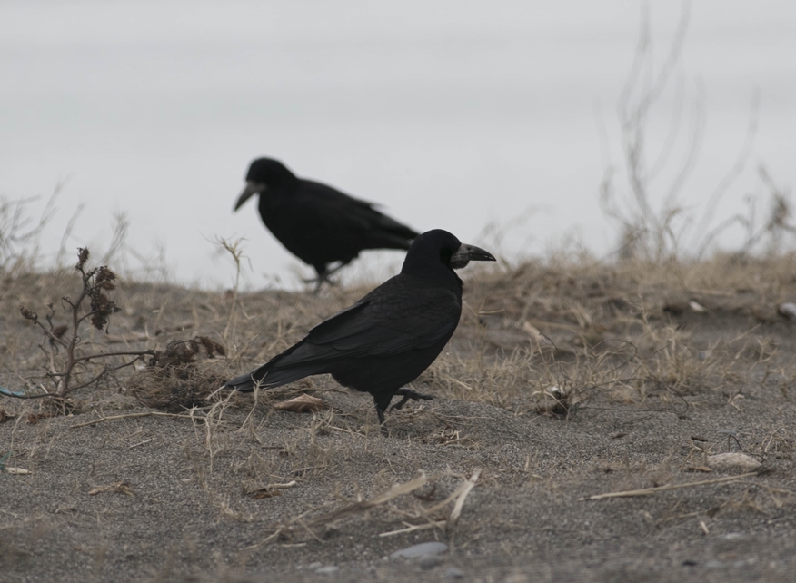 Rook