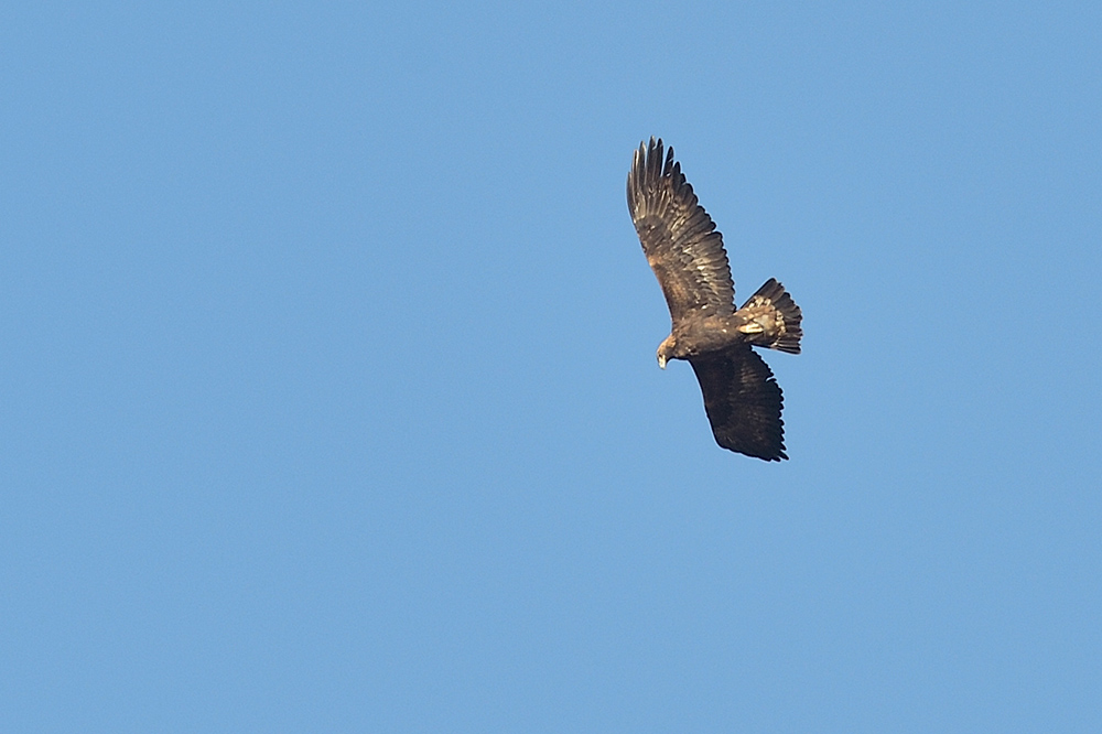 Golden Eagle