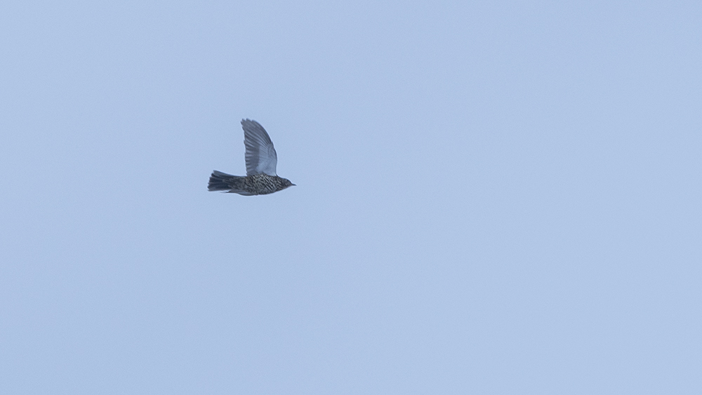 Mistle Thrush