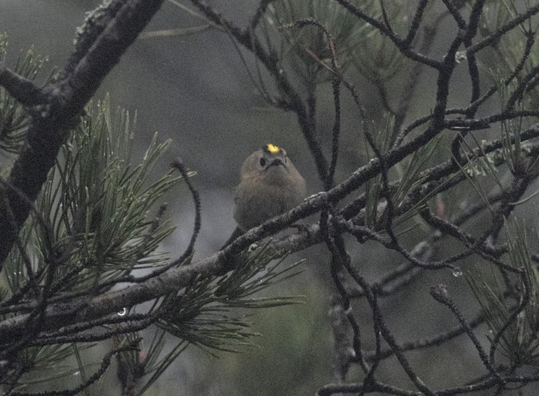 Goldcrest