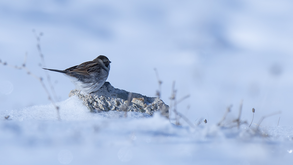 Common Reed Bunting
