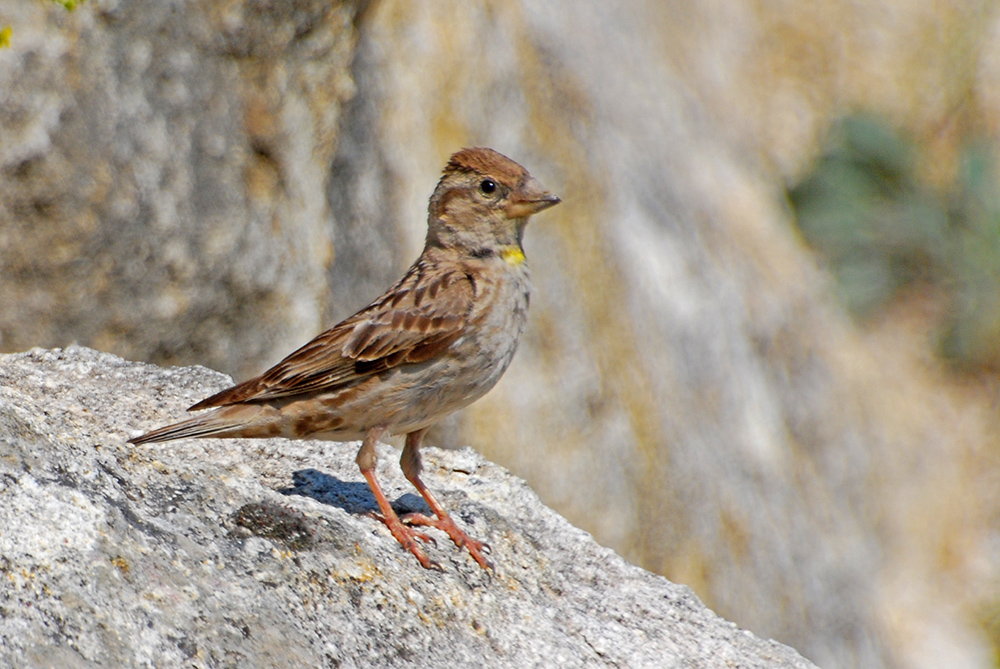 Rock Sparrow
