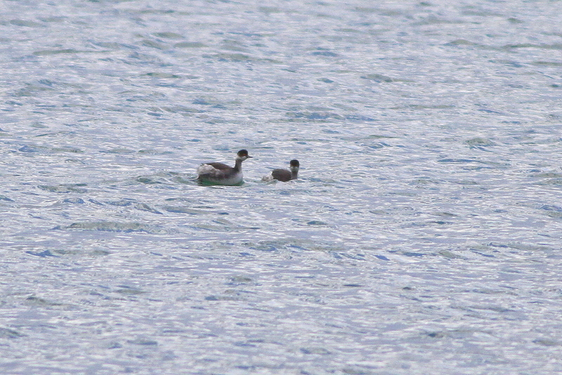 Black-necked Grebe
