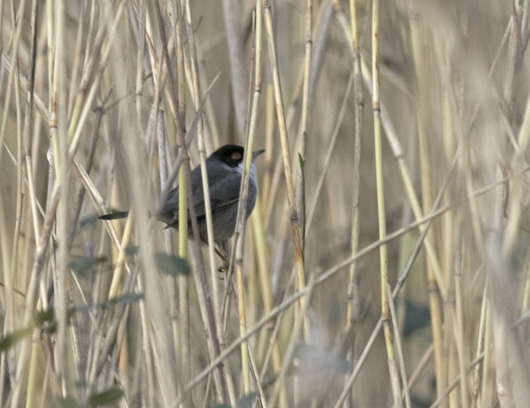 Sardinian Warbler
