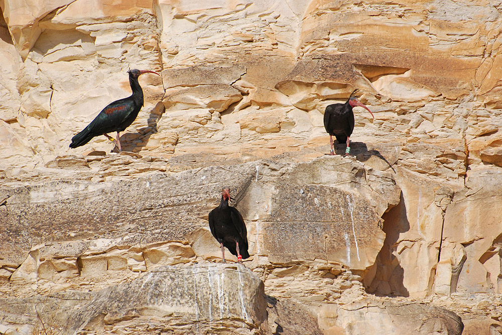Northern Bald Ibis