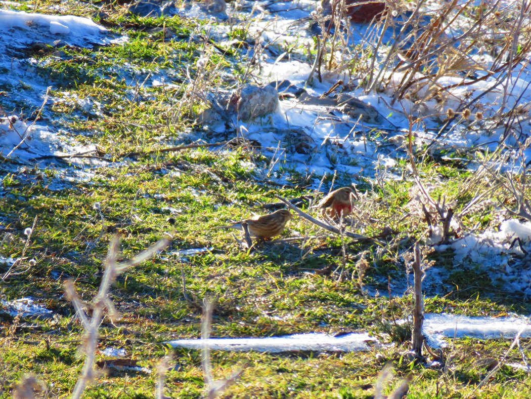 Common Linnet