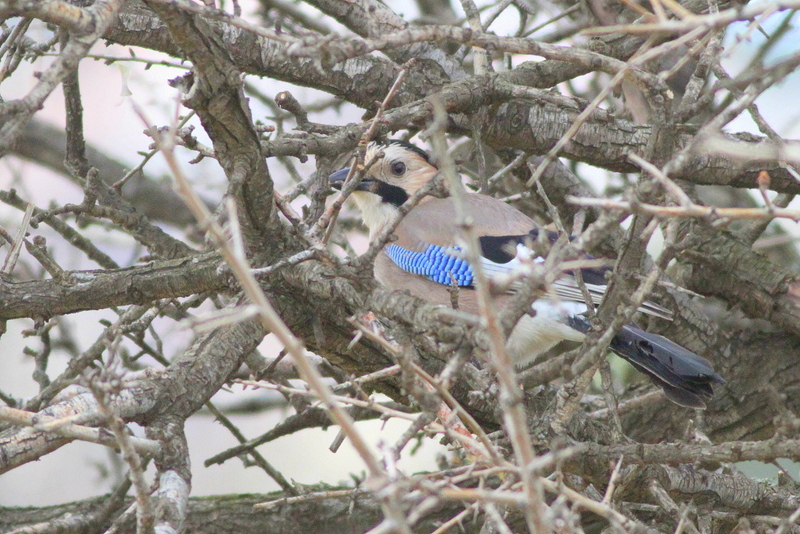 Eurasian Jay
