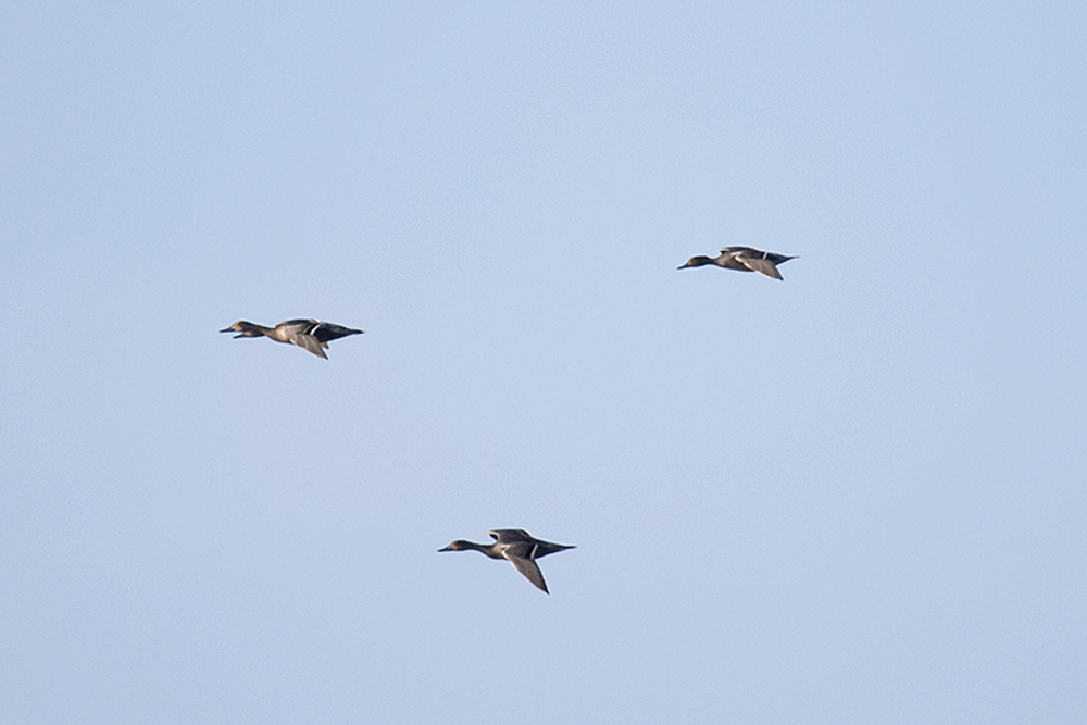 Northern Pintail