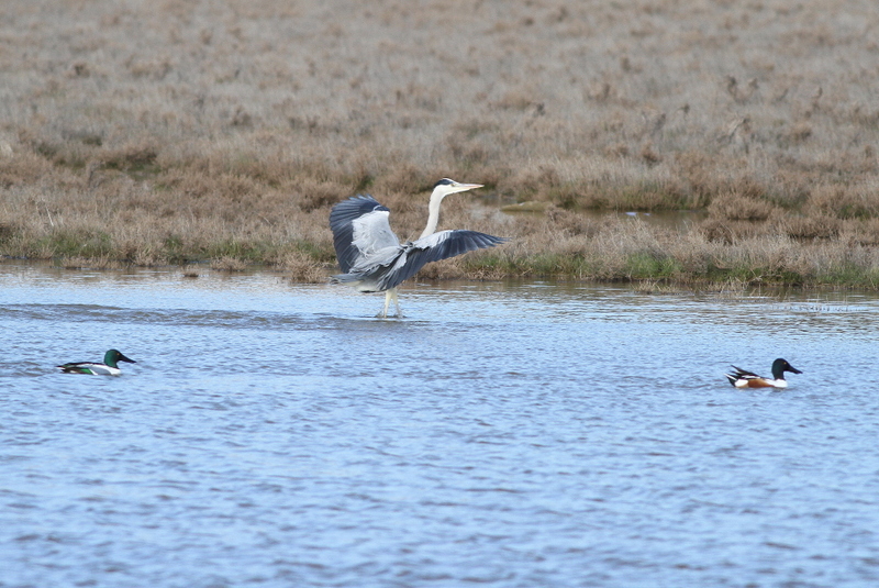 Grey Heron