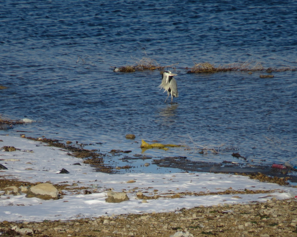 Grey Heron