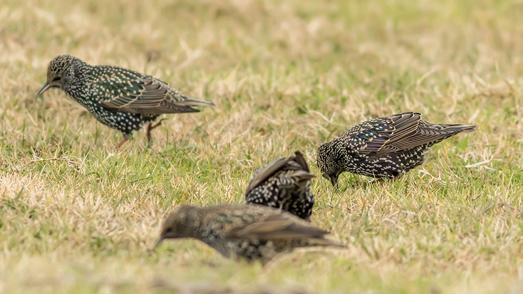 Common Starling