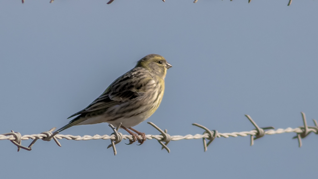 European Serin