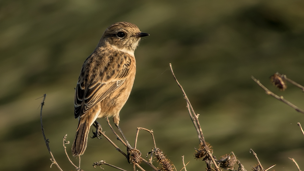 European Stonechat