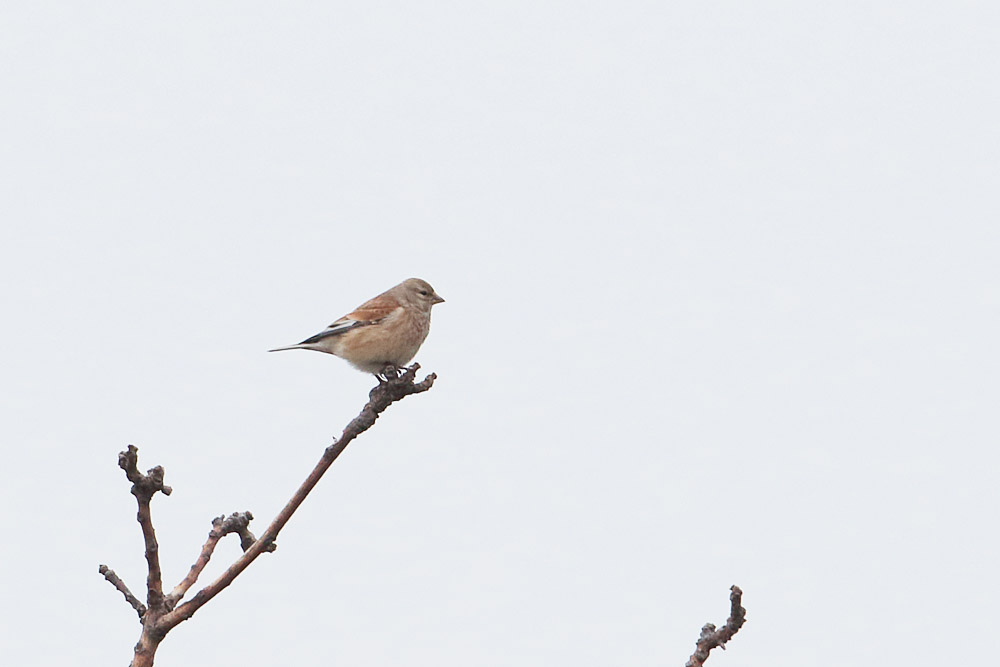 Common Linnet