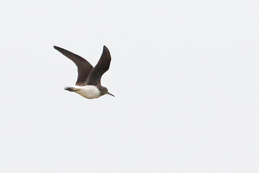 Green Sandpiper
