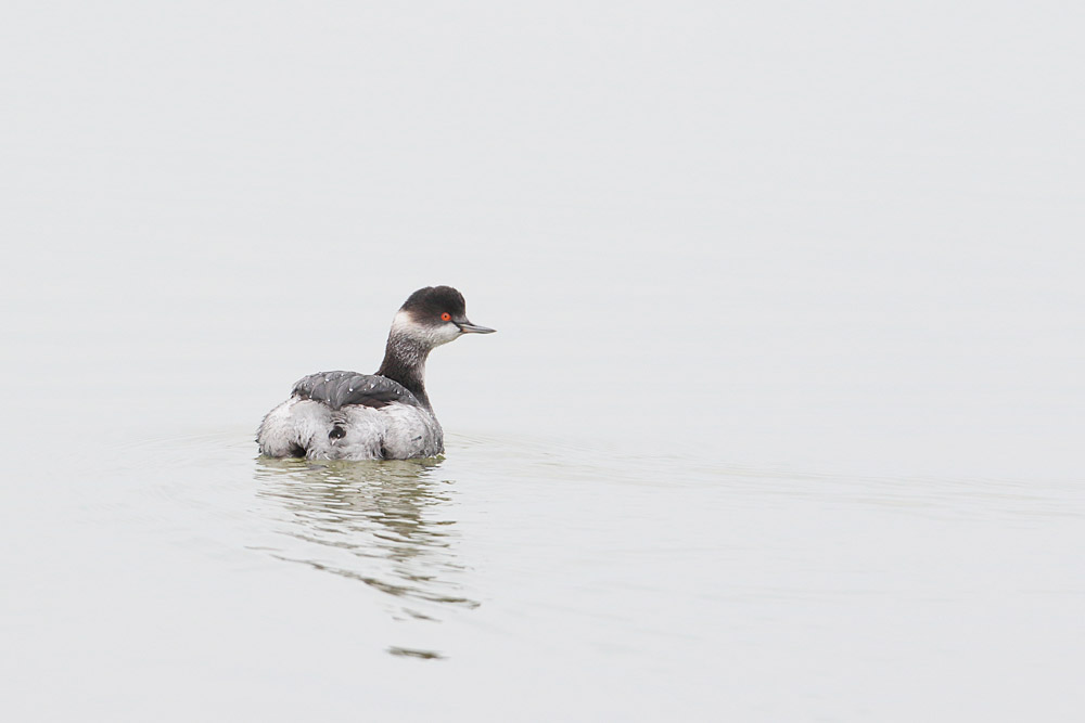Black-necked Grebe
