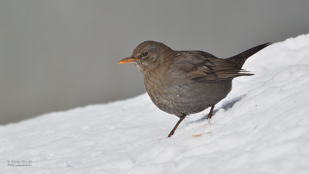 Common Blackbird