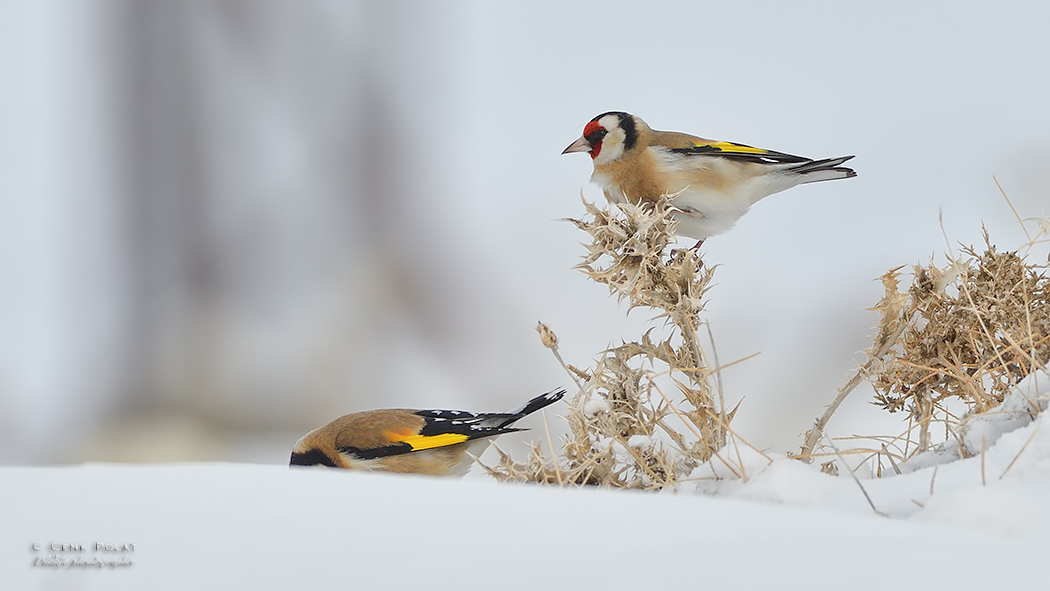 European Goldfinch