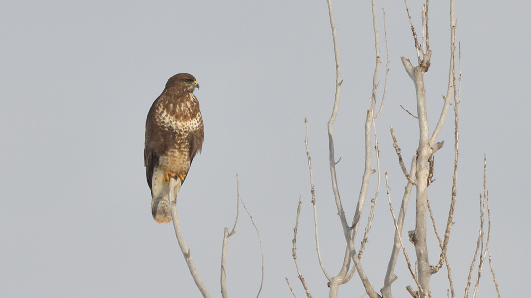 Common Buzzard