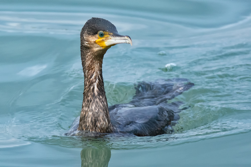 Great Cormorant